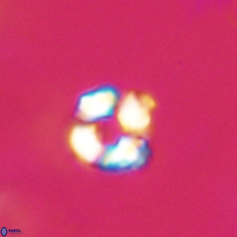 Hayella simplex VR 33894