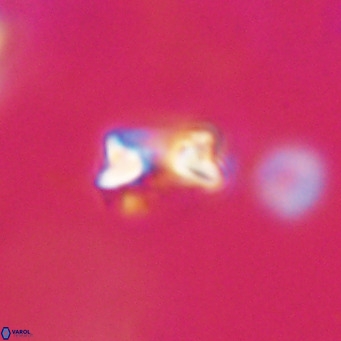 Hayella simplex VR 33895