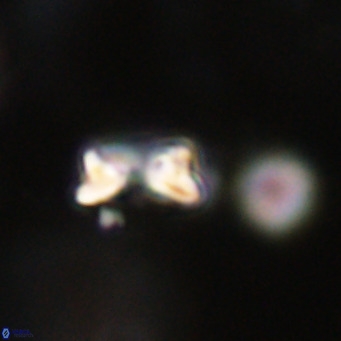Hayella simplex VR 33896
