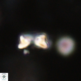 Hayella simplex VR 33896