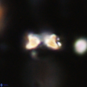 Hayella simplex VR 33897