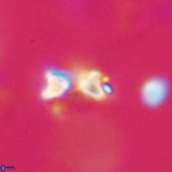 Hayella simplex VR 33898