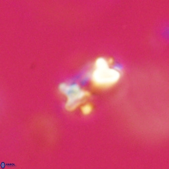 Hayella simplex VR 33899