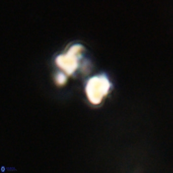 Hayella simplex VR 33901