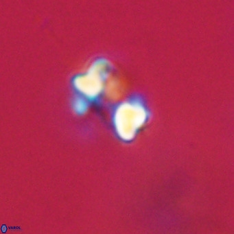 Hayella simplex VR 33902