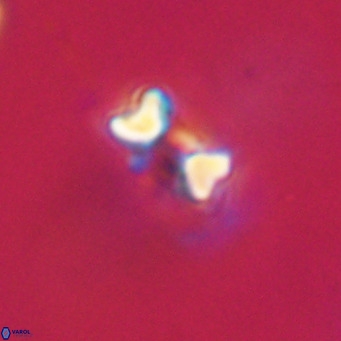 Hayella simplex VR 33903