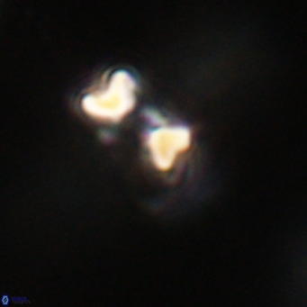 Hayella simplex VR 33904