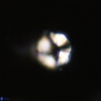 Hayella simplex VR 33905