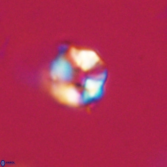 Hayella simplex VR 33906