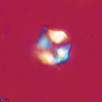 Hayella simplex VR 33907