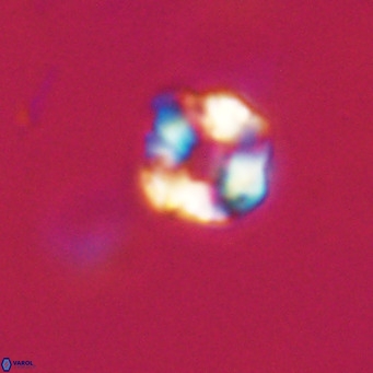 Hayella simplex VR 33908