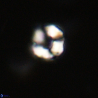 Hayella simplex VR 33909