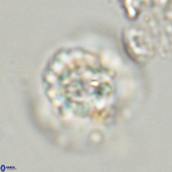Hayella situliformis VR 33565