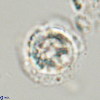 Hayella situliformis VR 33566