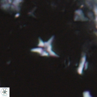 Hayesites albiensis 16954