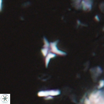 Hayesites albiensis 16956