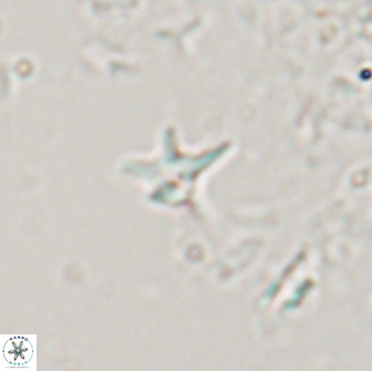 Hayesites albiensis 16958