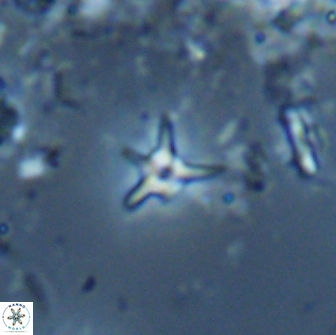 Hayesites albiensis 16959