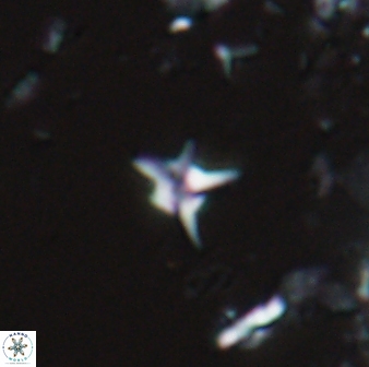 Hayesites albiensis 16952
