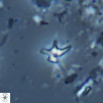 Hayesites albiensis 16960
