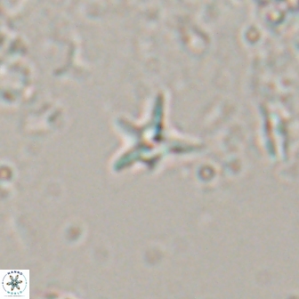Hayesites albiensis 16961
