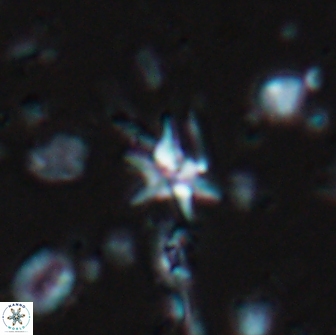 Hayesites albiensis 18564
