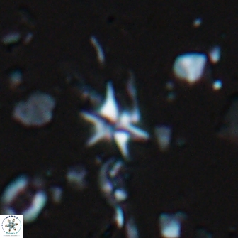 Hayesites albiensis 18565