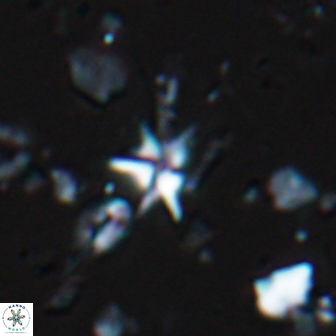 Hayesites albiensis 18567