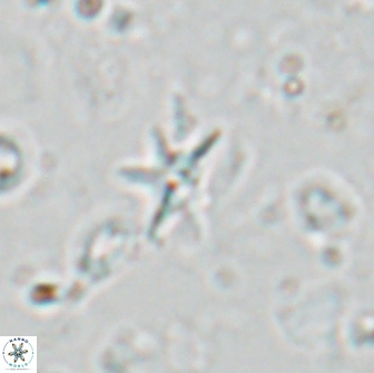Hayesites albiensis 18568