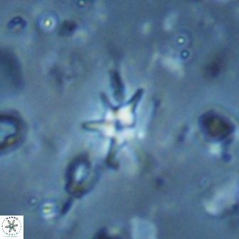 Hayesites albiensis 18569