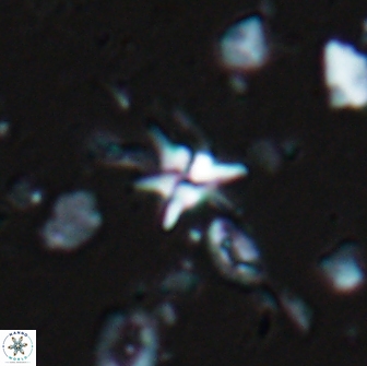 Hayesites albiensis 18562