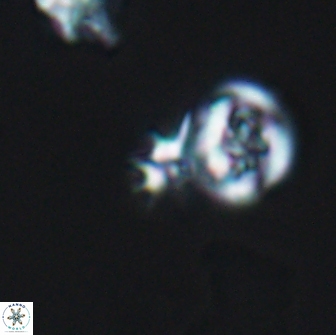Hayesites albiensis 12969