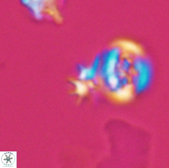 Hayesites albiensis 12970