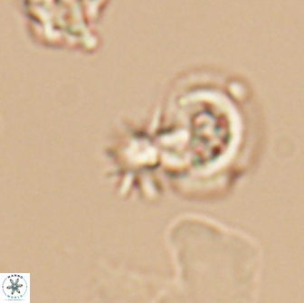 Hayesites albiensis 12971