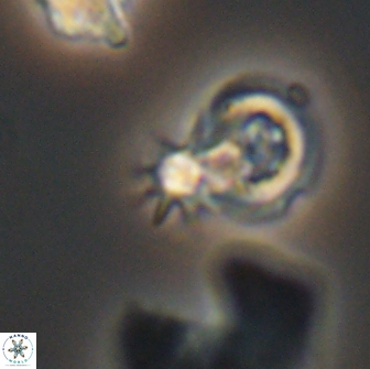 Hayesites albiensis 12972