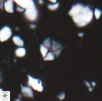 Hayesites irregularis 13843