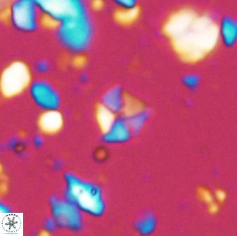 Hayesites irregularis 13844