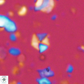 Hayesites irregularis 13845