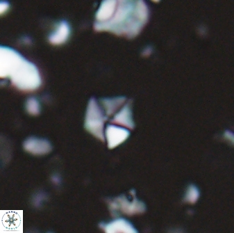 Hayesites irregularis 13846