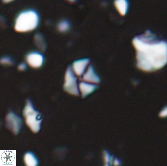 Hayesites irregularis 13847