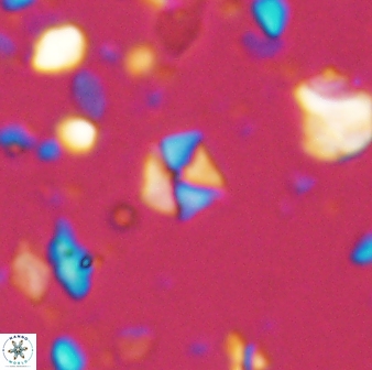Hayesites irregularis 13848