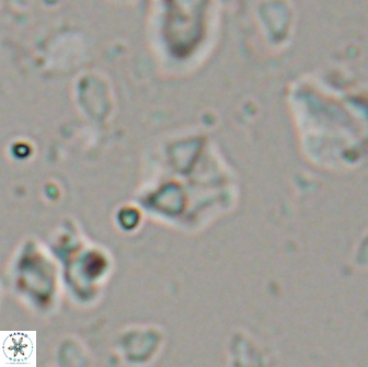 Hayesites irregularis 13849