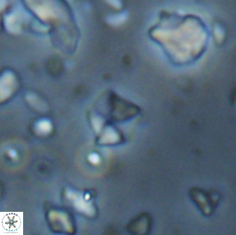 Hayesites irregularis 13850