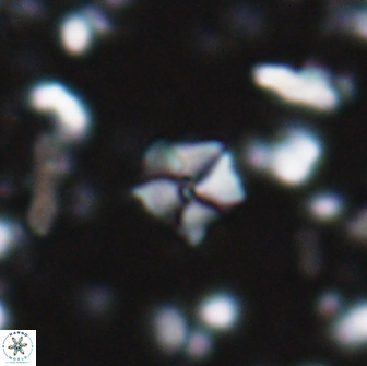 Hayesites irregularis 13851