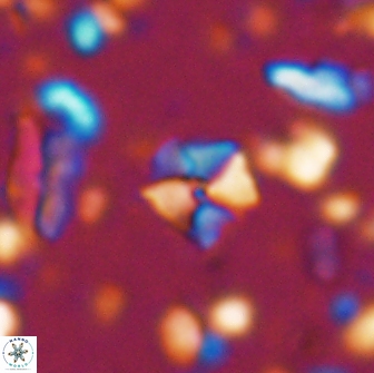 Hayesites irregularis 13852