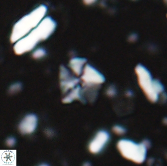 Hayesites irregularis 13853