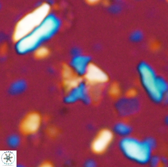 Hayesites irregularis 13854
