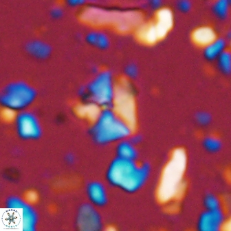 Hayesites irregularis 13855
