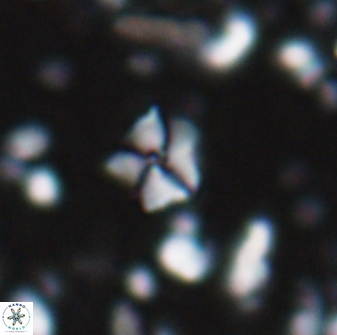 Hayesites irregularis 13856
