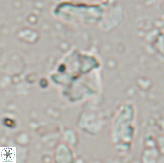 Hayesites irregularis 13857